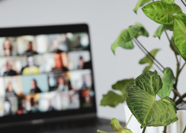 image of a plant and in the background is a laptop open with multiple people on a zoom call